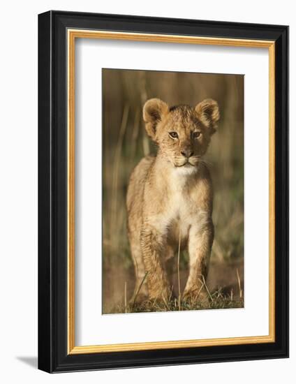 Lion Cub on Savanna in Masai Mara National Reserve-Paul Souders-Framed Photographic Print