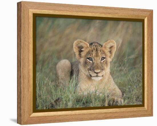 Lion Cub, Panthera Leo, Approximately Two to Three Months Old, Kruger National Park, South Africa-Ann & Steve Toon-Framed Premier Image Canvas