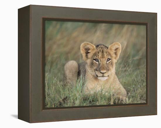 Lion Cub, Panthera Leo, Approximately Two to Three Months Old, Kruger National Park, South Africa-Ann & Steve Toon-Framed Premier Image Canvas