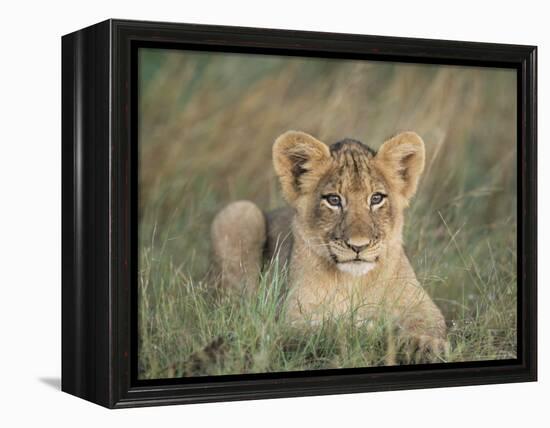 Lion Cub, Panthera Leo, Approximately Two to Three Months Old, Kruger National Park, South Africa-Ann & Steve Toon-Framed Premier Image Canvas