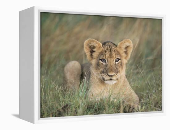 Lion Cub, Panthera Leo, Approximately Two to Three Months Old, Kruger National Park, South Africa-Ann & Steve Toon-Framed Premier Image Canvas