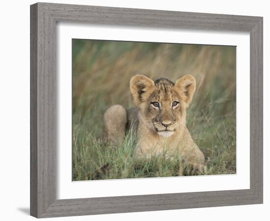 Lion Cub, Panthera Leo, Approximately Two to Three Months Old, Kruger National Park, South Africa-Ann & Steve Toon-Framed Photographic Print