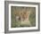 Lion Cub, Panthera Leo, Approximately Two to Three Months Old, Kruger National Park, South Africa-Ann & Steve Toon-Framed Photographic Print