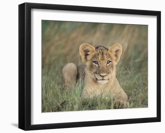 Lion Cub, Panthera Leo, Approximately Two to Three Months Old, Kruger National Park, South Africa-Ann & Steve Toon-Framed Photographic Print