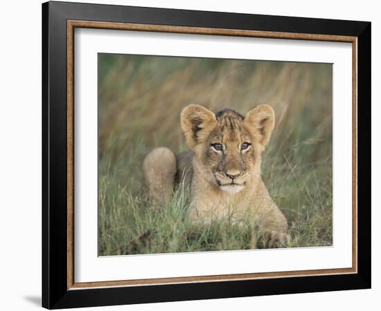 Lion Cub, Panthera Leo, Approximately Two to Three Months Old, Kruger National Park, South Africa-Ann & Steve Toon-Framed Photographic Print