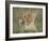 Lion Cub, Panthera Leo, Approximately Two to Three Months Old, Kruger National Park, South Africa-Ann & Steve Toon-Framed Photographic Print