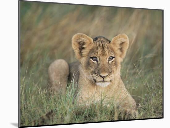 Lion Cub, Panthera Leo, Approximately Two to Three Months Old, Kruger National Park, South Africa-Ann & Steve Toon-Mounted Photographic Print