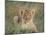 Lion Cub, Panthera Leo, Approximately Two to Three Months Old, Kruger National Park, South Africa-Ann & Steve Toon-Mounted Photographic Print