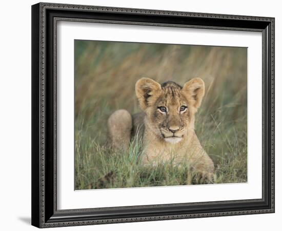 Lion Cub, Panthera Leo, Approximately Two to Three Months Old, Kruger National Park, South Africa-Ann & Steve Toon-Framed Photographic Print