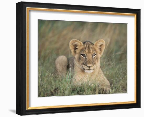 Lion Cub, Panthera Leo, Approximately Two to Three Months Old, Kruger National Park, South Africa-Ann & Steve Toon-Framed Photographic Print