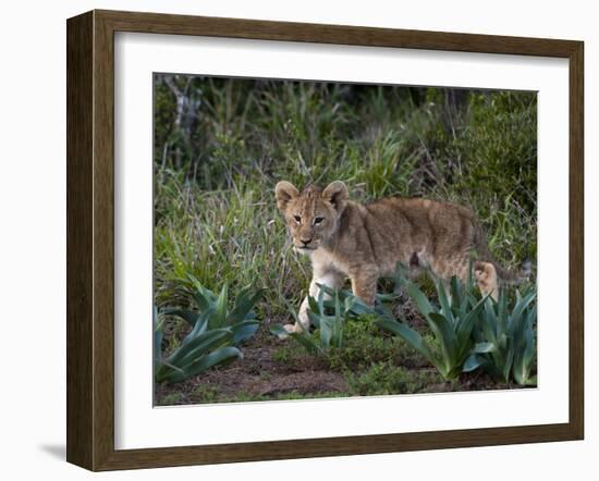 Lion Cub (Panthera Leo), Kariega Game Reserve, South Africa, Africa-Sergio Pitamitz-Framed Photographic Print