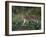 Lion Cub (Panthera Leo), Kariega Game Reserve, South Africa, Africa-Sergio Pitamitz-Framed Photographic Print