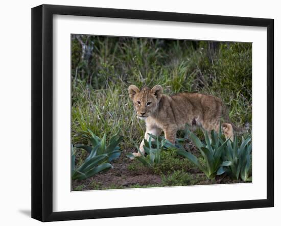 Lion Cub (Panthera Leo), Kariega Game Reserve, South Africa, Africa-Sergio Pitamitz-Framed Photographic Print