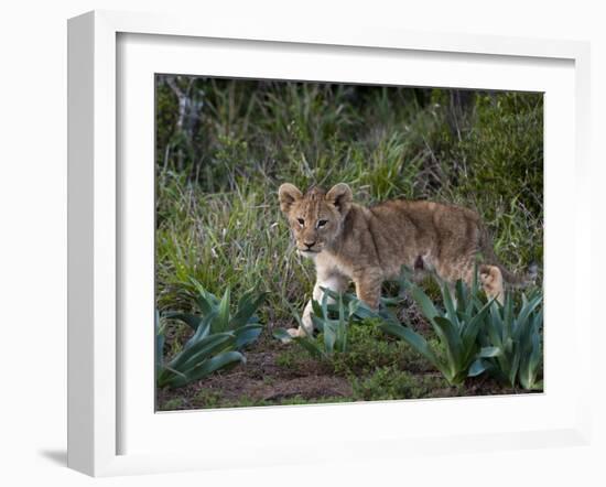 Lion Cub (Panthera Leo), Kariega Game Reserve, South Africa, Africa-Sergio Pitamitz-Framed Photographic Print