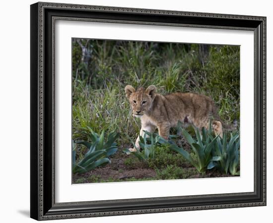 Lion Cub (Panthera Leo), Kariega Game Reserve, South Africa, Africa-Sergio Pitamitz-Framed Photographic Print