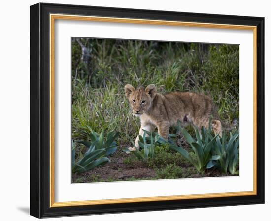 Lion Cub (Panthera Leo), Kariega Game Reserve, South Africa, Africa-Sergio Pitamitz-Framed Photographic Print