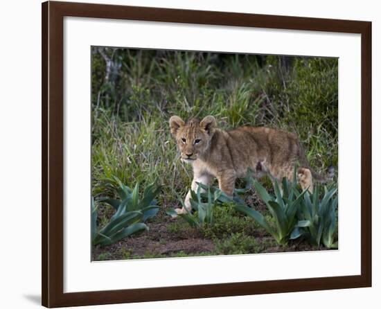 Lion Cub (Panthera Leo), Kariega Game Reserve, South Africa, Africa-Sergio Pitamitz-Framed Photographic Print