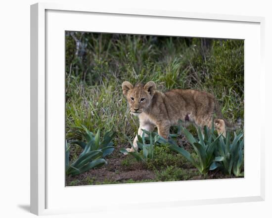 Lion Cub (Panthera Leo), Kariega Game Reserve, South Africa, Africa-Sergio Pitamitz-Framed Photographic Print