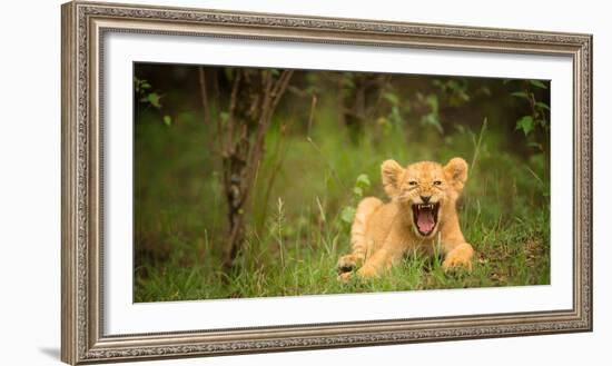 Lion cub roaring, Masai Mara, Kenya, East Africa, Africa-Karen Deakin-Framed Photographic Print