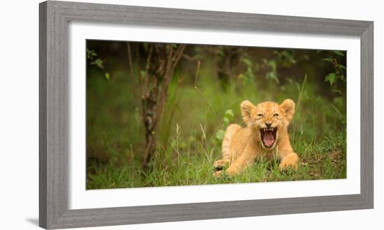 Lion cub roaring, Masai Mara, Kenya, East Africa, Africa-Karen Deakin-Framed Photographic Print