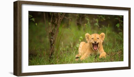 Lion cub roaring, Masai Mara, Kenya, East Africa, Africa-Karen Deakin-Framed Photographic Print