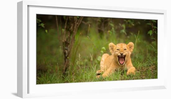 Lion cub roaring, Masai Mara, Kenya, East Africa, Africa-Karen Deakin-Framed Photographic Print