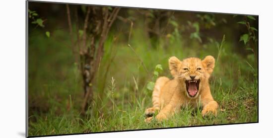 Lion cub roaring, Masai Mara, Kenya, East Africa, Africa-Karen Deakin-Mounted Photographic Print