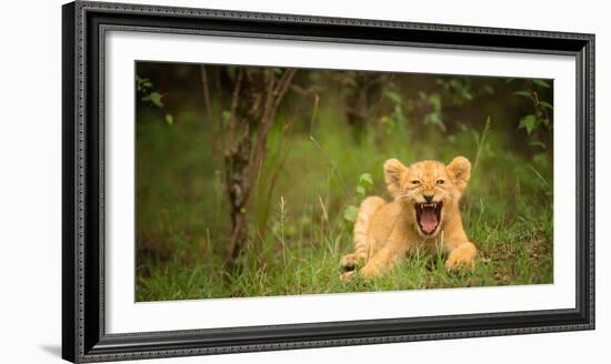 Lion cub roaring, Masai Mara, Kenya, East Africa, Africa-Karen Deakin-Framed Photographic Print