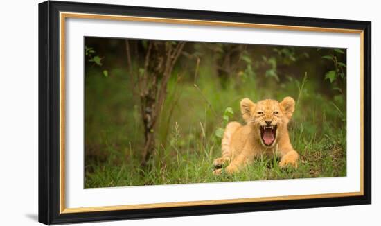 Lion cub roaring, Masai Mara, Kenya, East Africa, Africa-Karen Deakin-Framed Photographic Print