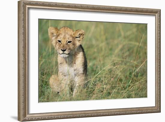 Lion Cub Sitting in Grass-null-Framed Photographic Print
