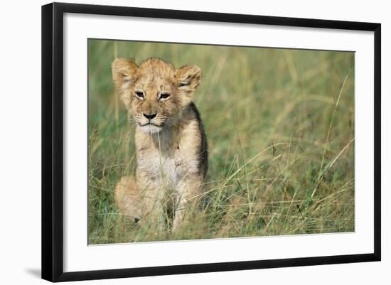 Lion Cub Sitting in Grass-null-Framed Photographic Print