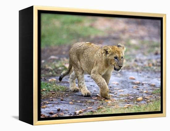 Lion Cub Walking in the Bush, Maasai Mara, Kenya-Joe Restuccia III-Framed Premier Image Canvas