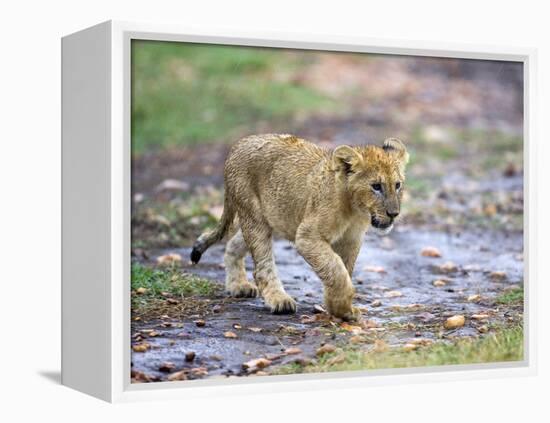 Lion Cub Walking in the Bush, Maasai Mara, Kenya-Joe Restuccia III-Framed Premier Image Canvas