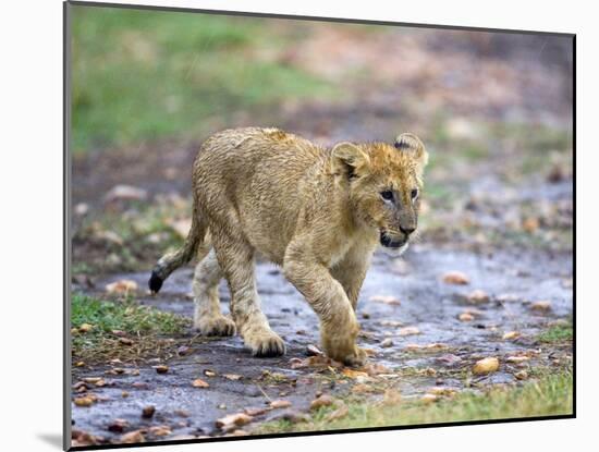 Lion Cub Walking in the Bush, Maasai Mara, Kenya-Joe Restuccia III-Mounted Photographic Print