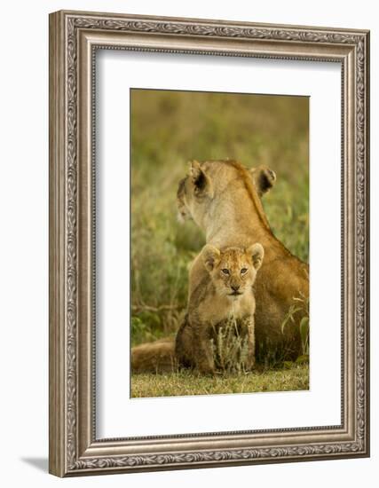 Lion Cub with Mother-null-Framed Photographic Print