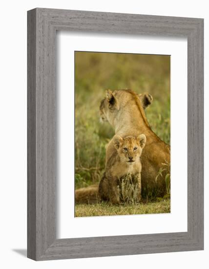 Lion Cub with Mother-null-Framed Photographic Print