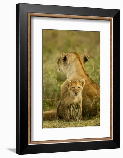 Lion Cub with Mother-null-Framed Photographic Print