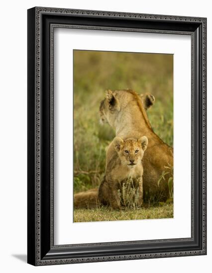 Lion Cub with Mother-null-Framed Photographic Print