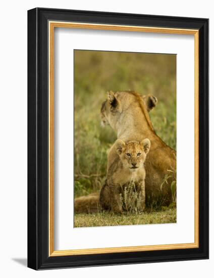 Lion Cub with Mother-null-Framed Photographic Print