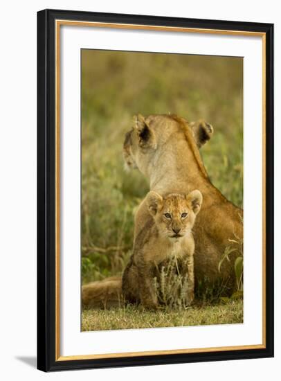 Lion Cub with Mother-null-Framed Photographic Print