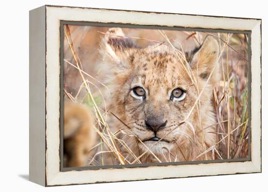 Lion Cub-Howard Ruby-Framed Premier Image Canvas
