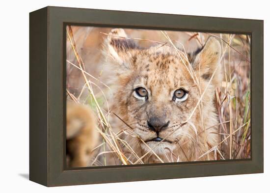 Lion Cub-Howard Ruby-Framed Premier Image Canvas