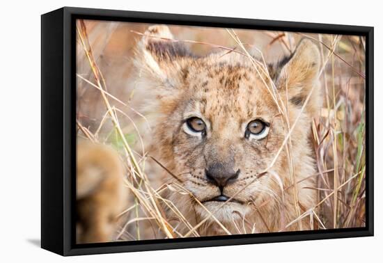 Lion Cub-Howard Ruby-Framed Premier Image Canvas