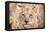 Lion Cub-Howard Ruby-Framed Premier Image Canvas