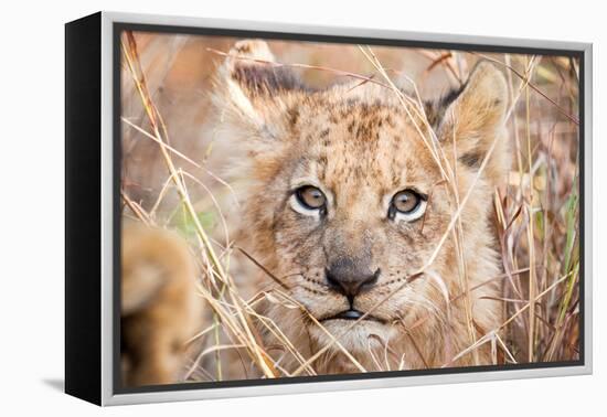 Lion Cub-Howard Ruby-Framed Premier Image Canvas