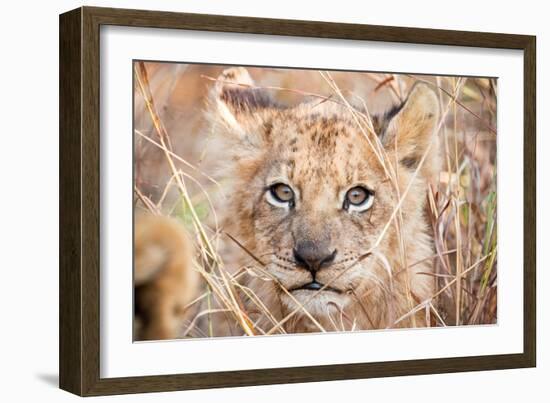 Lion Cub-Howard Ruby-Framed Photographic Print