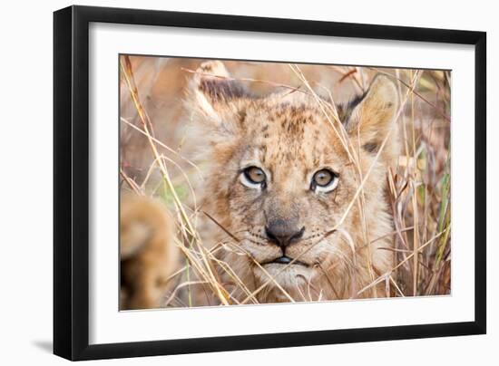 Lion Cub-Howard Ruby-Framed Photographic Print