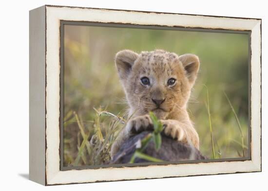 Lion Cub-null-Framed Premier Image Canvas