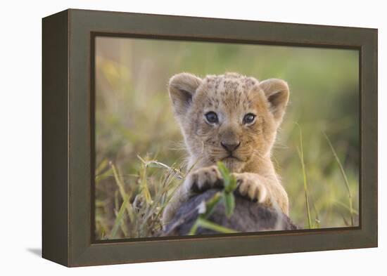 Lion Cub-null-Framed Premier Image Canvas