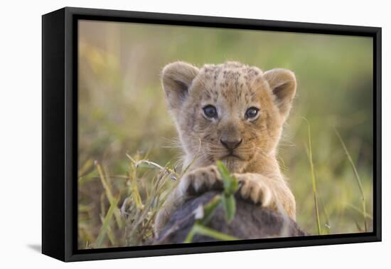 Lion Cub-null-Framed Premier Image Canvas